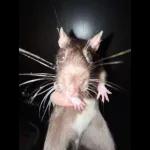 ratas y hamster