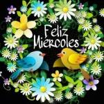 feliz miercoles