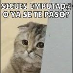nuevos2