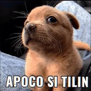 APOCO SI TILIN - getsticker.com