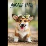 Доброе утро 