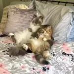 Video Cats