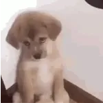 chistosos
