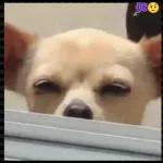 perritos 