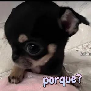 porque? - getsticker.com