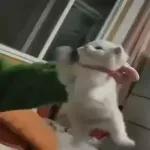Pussy Cats