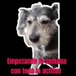 Empezando la semana con toda la actitud