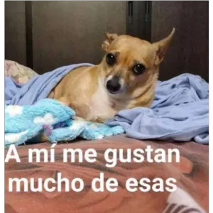 dnBZsh