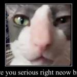 cat+meme