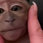 Monkeys
                            Get buck