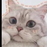 gatitos