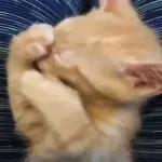 Video Cats