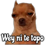 mmmm... dijo la muda