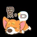 柯基犬椪椪懂吃懂吃！