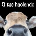 Escucho. pero no entiendo