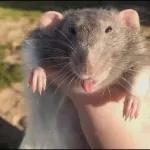 ratas y hamster