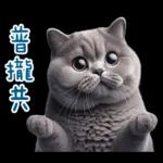 起肖貓貓★台語卡唬爛!