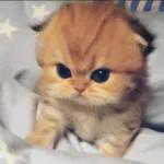 gato llorando