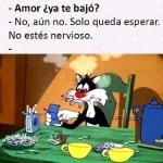gatitos