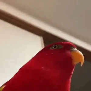 DrGWyE