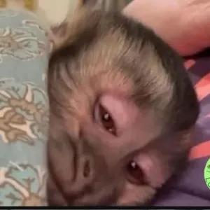 CcTjh3