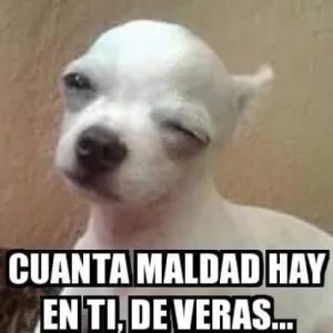 Cuánta maldad hay en ti, de veras... - getsticker.com