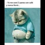 gatito 