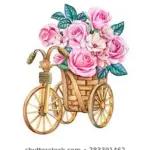 morning rose to start a new day🌹