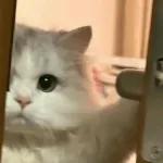 kucing ngambek 