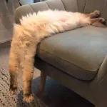 골드브라운 토피넛 라떼