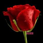 أنت شمسی و همري وكل نجومي