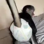 STAR WARS A NEW HOPE