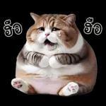 แมวถังแกสอ้วนตุ้บ 03