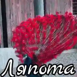 стикеры