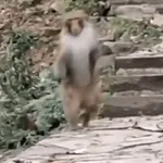 NO!