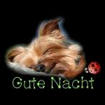 Gute Nacht