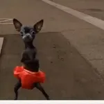 Jesus María y José y su burro