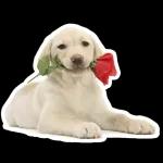 ?
剛剛睡醒 什麼事