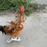 ccccc