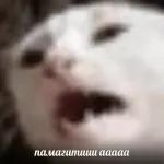 Broken Cats