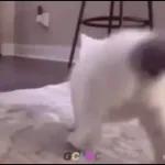 Videocats