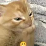 beli