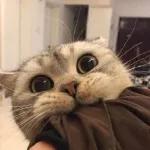 Meow
                            ƐℓεѕιƧ 🍪