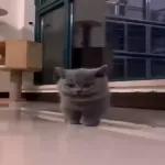 Pussy Cats