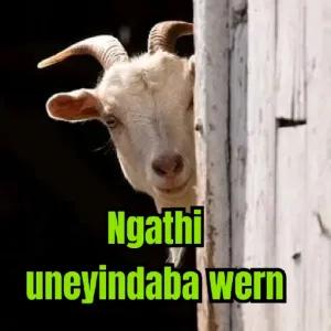 Ngathi uneyindaba wern - getsticker.com