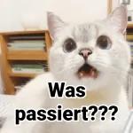 Katzen