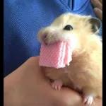 ratas y hamster