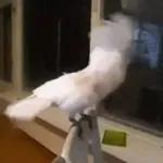 Funny Animals Gif