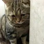 Meow
                            ƐℓεѕιƧ 🍪