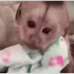 fofo